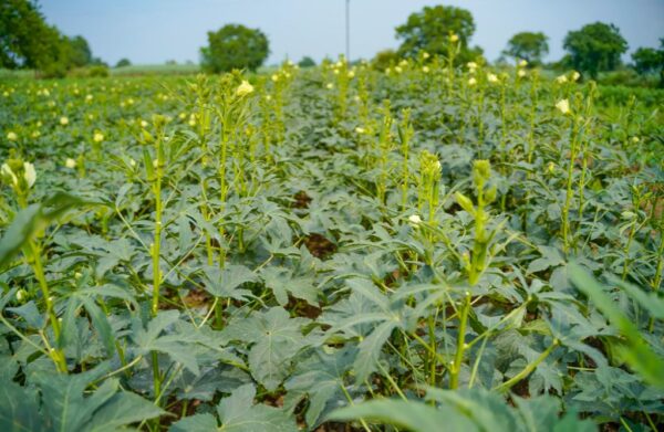 lady finger (bhindi or okra) - Image 2