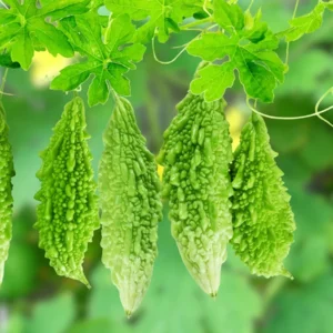 Bitter melon(Karela)