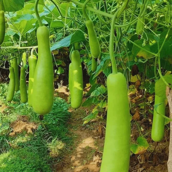 Bottel gourd