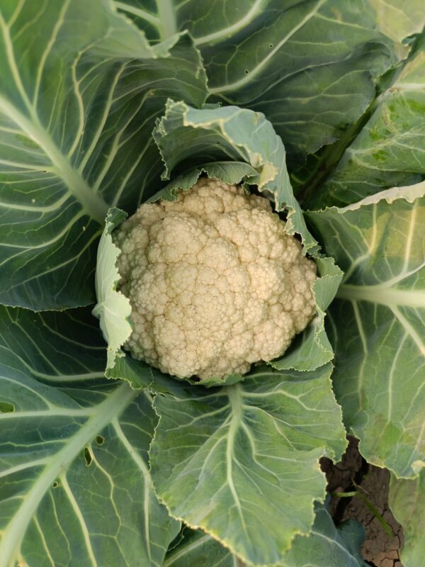 Cauliflower