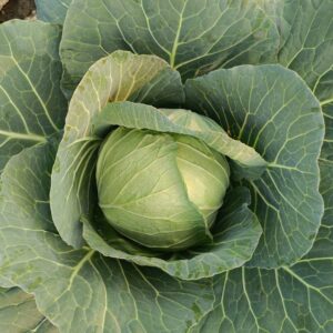 Cabbage