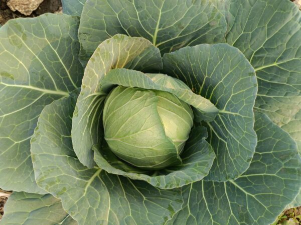 Cabbage