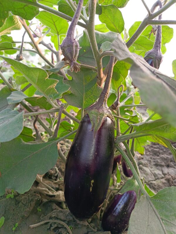 Brinjal - Image 2
