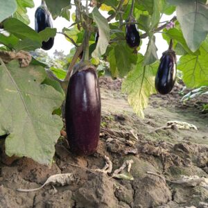 Brinjal