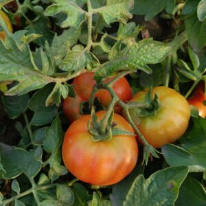 Tomato