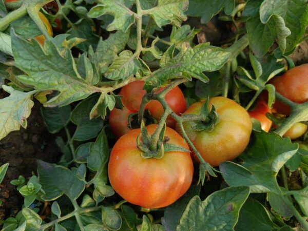 Tomato