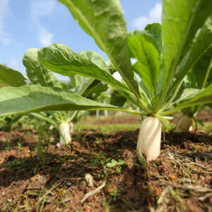 Radish