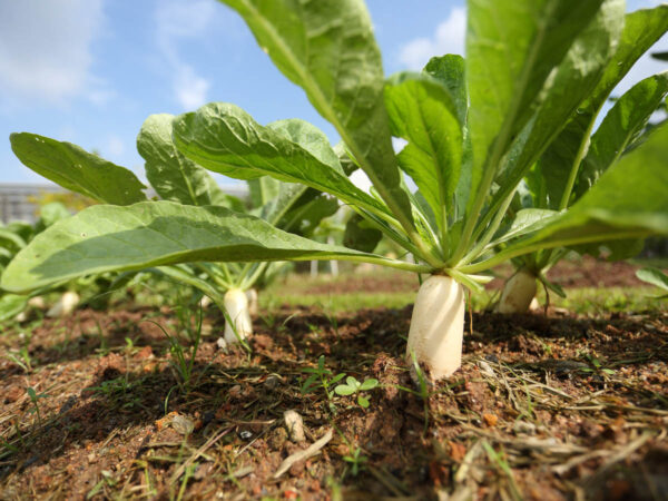 Radish