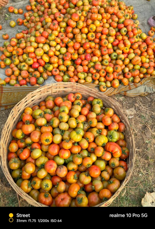 Tomato - Image 3
