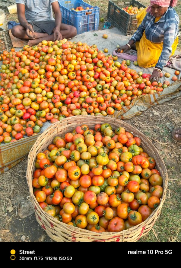 Tomato - Image 2