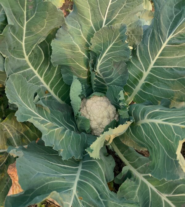 Cauliflower - Image 2