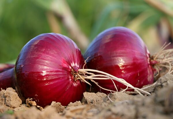 Onion - Image 2