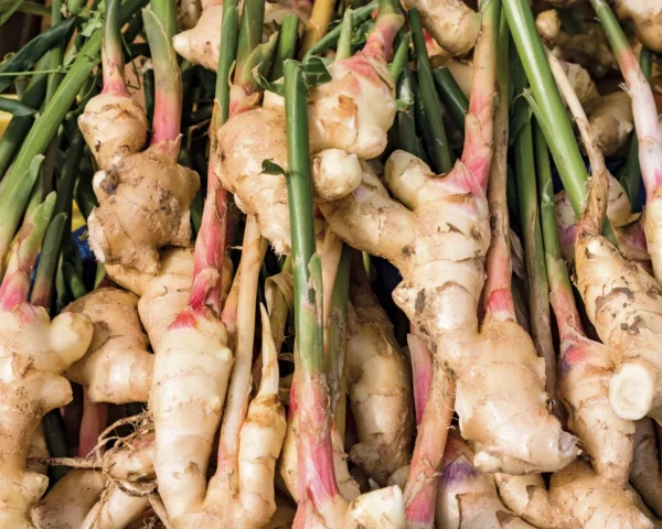Ginger - Image 2