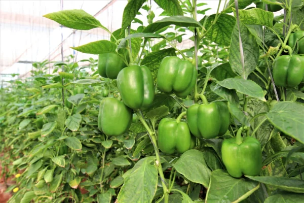 Capsicum