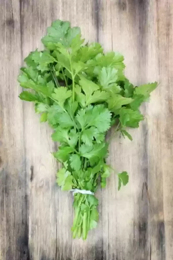 * धनिया (Dhaniya) - Coriander - Image 2