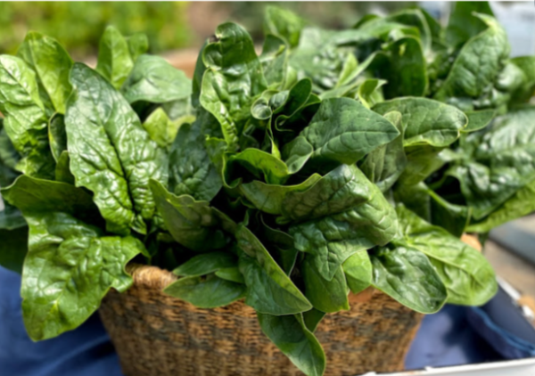 पालक (Palak) - Spinach