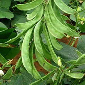 * सेम (Sem) - Beans