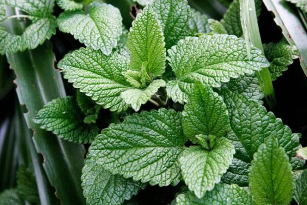 * पुदीना (Pudina) - Mint - Image 2