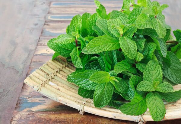 * पुदीना (Pudina) - Mint