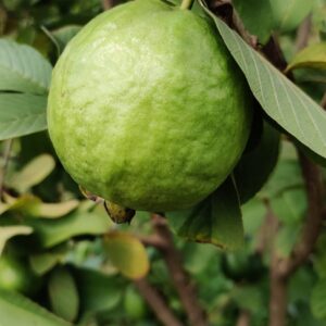 Guava