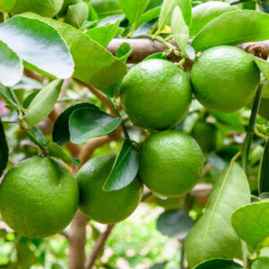lemon /pcs