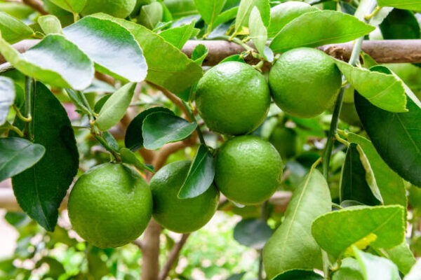 lemon /pcs