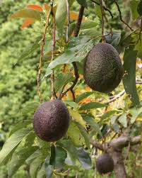 Avacado 100g