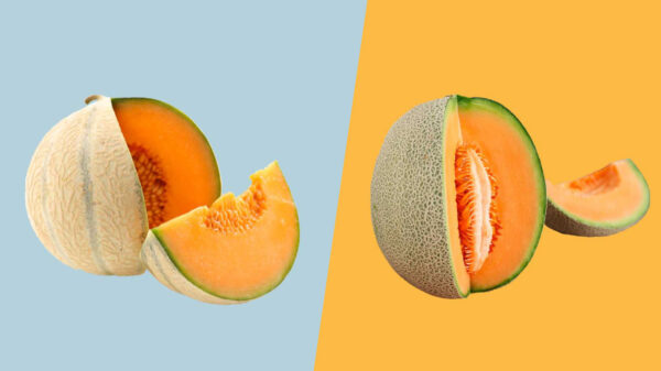 Muskmelon