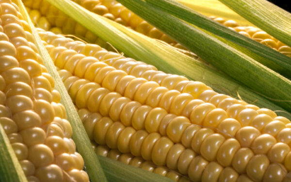 Bhutta ear (of corn) - Image 2