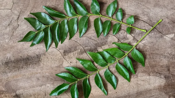 Curry leaves