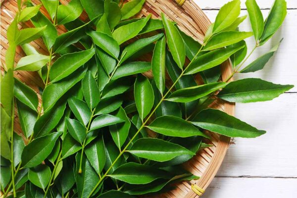 Curry leaves - Image 2