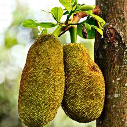 Kathal (Jackfruit) - Image 2
